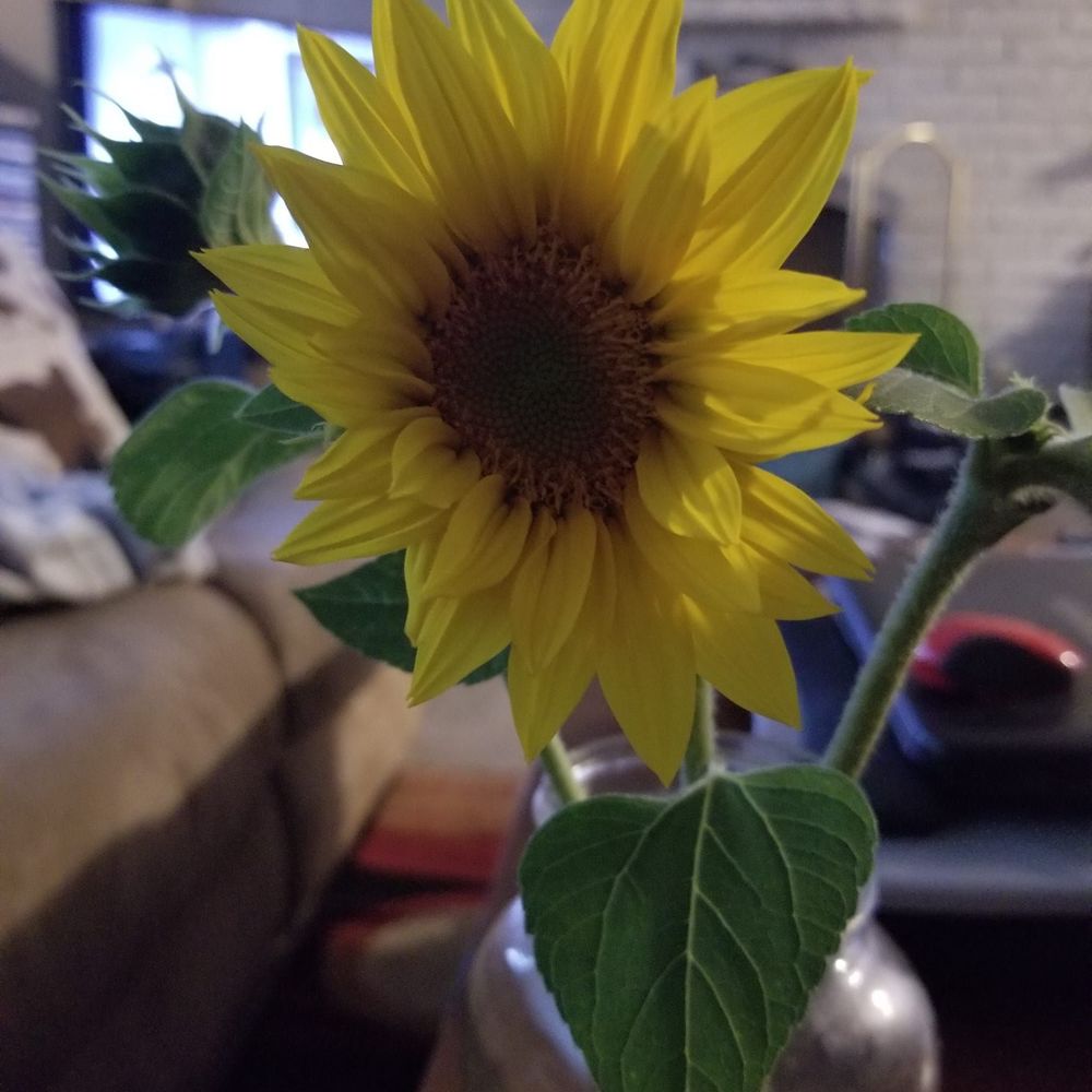 Meet your Posher, Trina